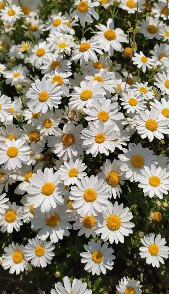 Whispers of Dawn Floribunda Array